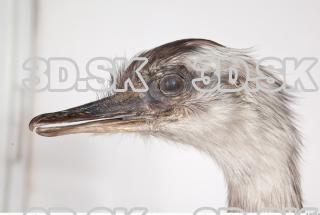 Emus head photo reference 0008
